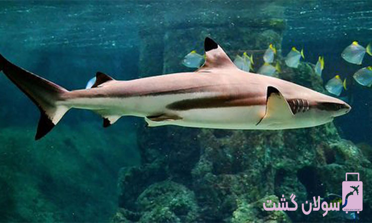 کوسه در کیش