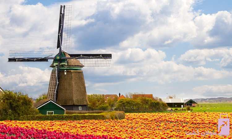 ویزای تجاری هلند