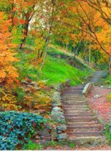 باغ گیاه شناسی