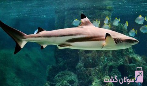 کوسه در کیش